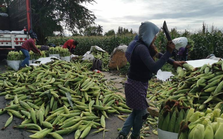 Cortan elotes por 20 pesos el costal - El Sol de Cuautla | Noticias  Locales, Policiacas, sobre México, Morelos y el Mundo