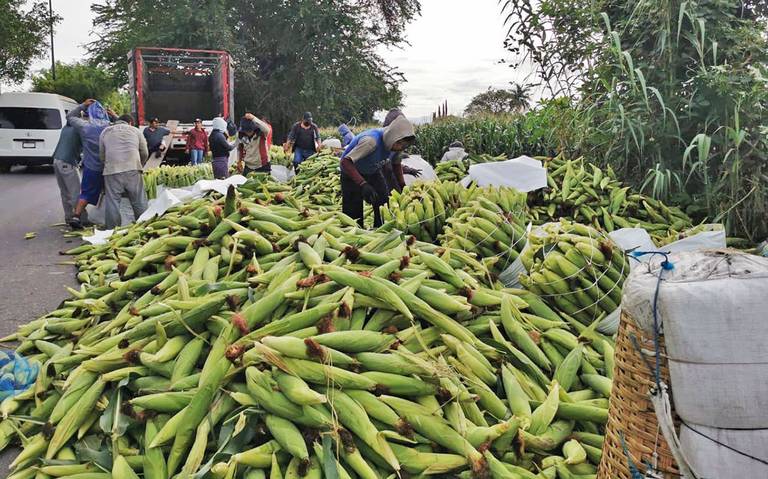 Cortan elotes por 20 pesos el costal - El Sol de Cuautla | Noticias  Locales, Policiacas, sobre México, Morelos y el Mundo