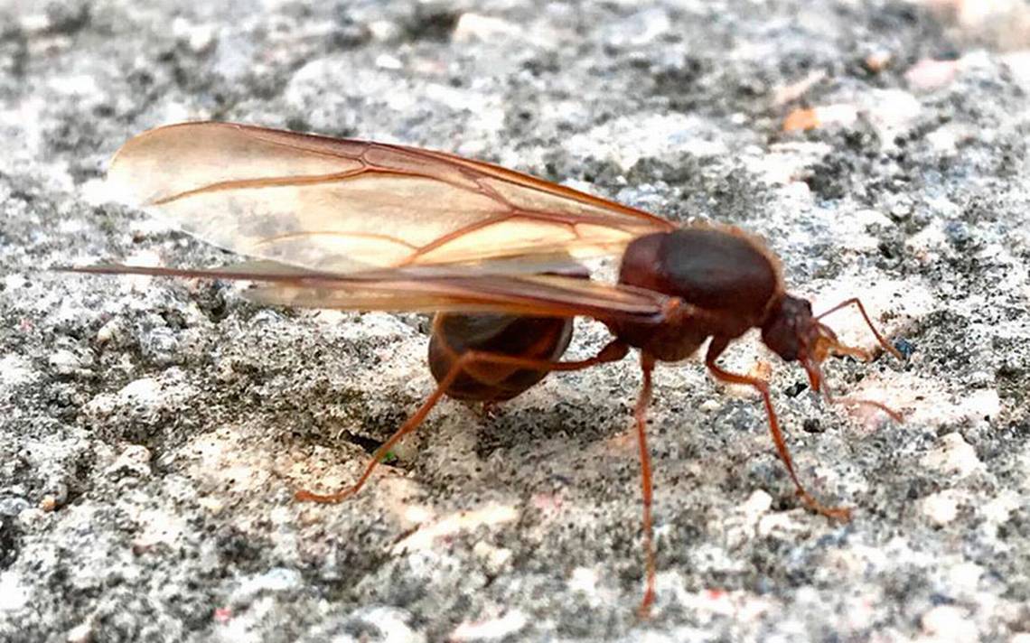 Conoce más acerca de las hormigas de San Juan o chicatanas - El Sol de