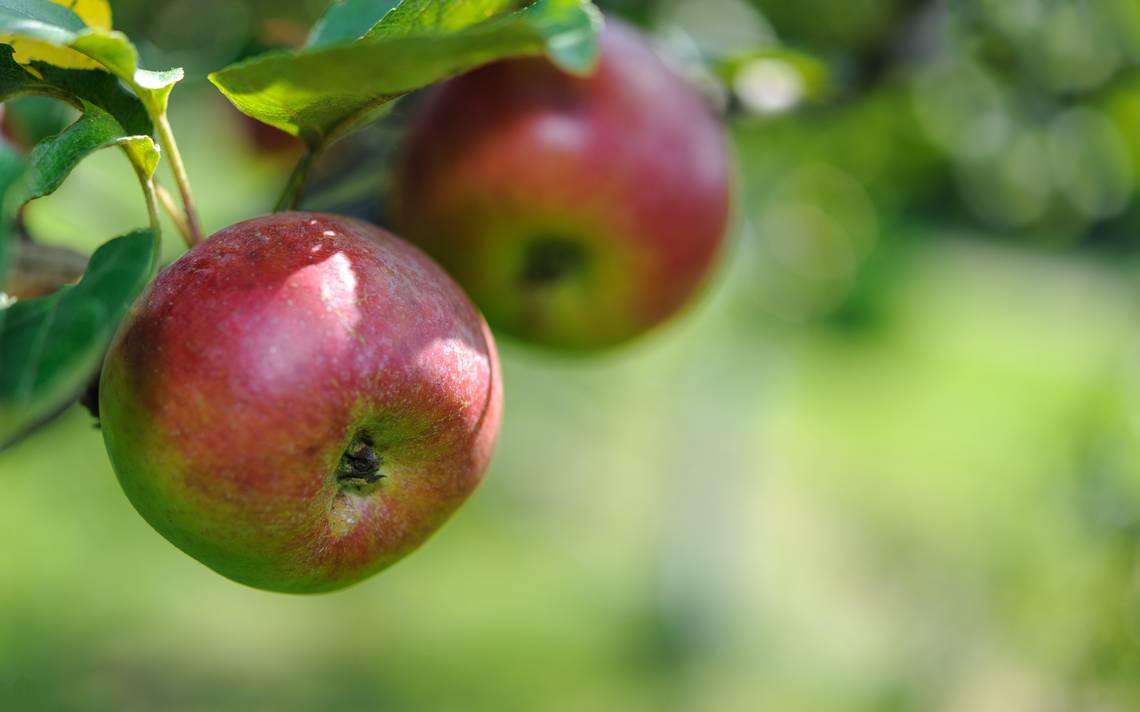 Interés por reforestar potencia mercado de árboles frutales - El Sol de  Cuautla | Noticias Locales, Policiacas, sobre México, Morelos y el Mundo