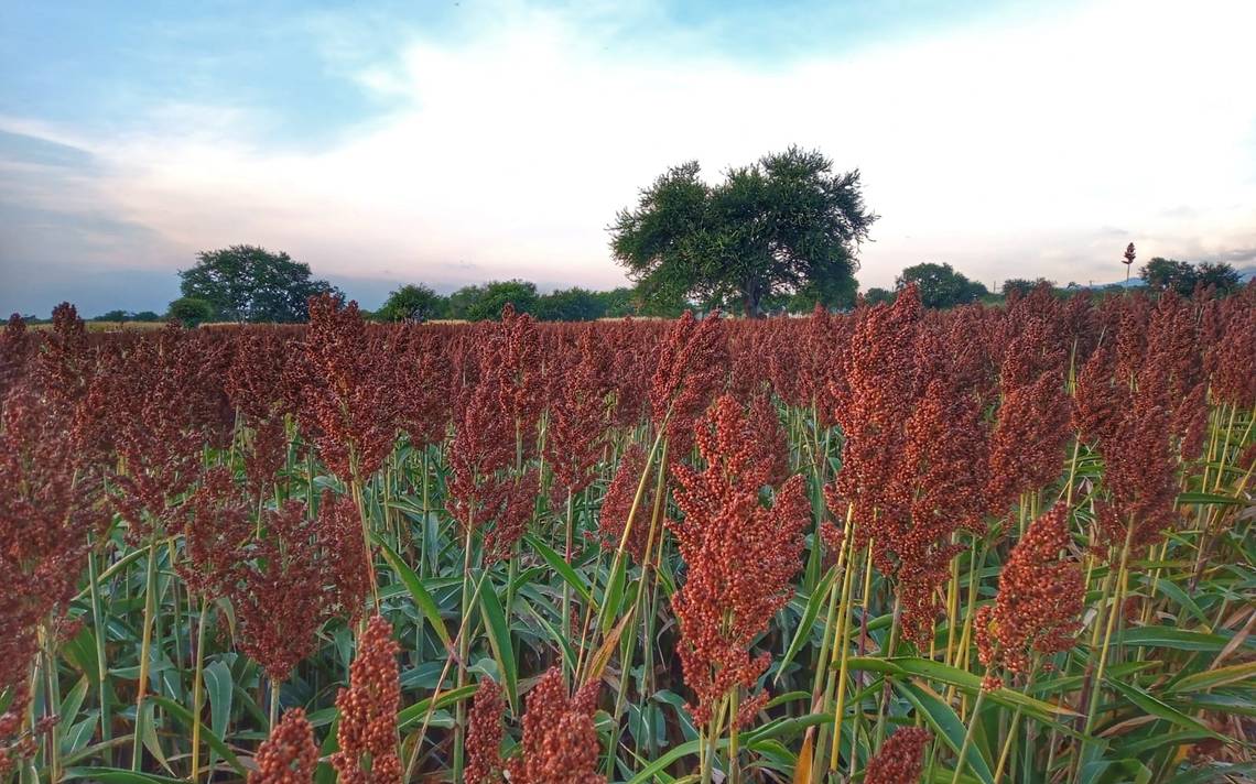 Producers put aside the planting of corn – El Sol de Cuautla