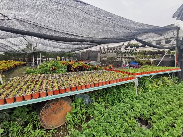 La venta se hace directamente en el vivero, gente del estado acude a  comprar las plantas - El Sol de Cuautla | Noticias Locales, Policiacas,  sobre México, Morelos y el Mundo