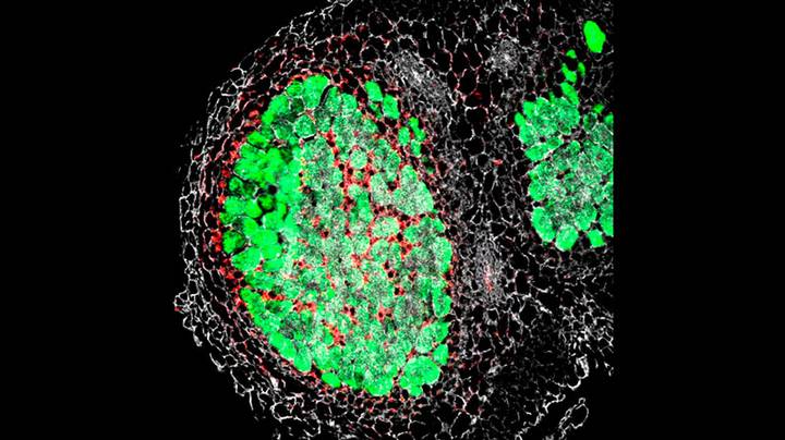 Ibt acerca a niños y niñas a la ciencia con tecnología 3D